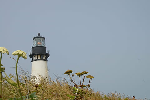 farol, baliza, construção, torre, EUA, oregon, céu, orientação, estrutura construída, natureza, plantar, protecção, exterior do edifício, céu limpo, segurança, arquitetura, direção, ninguém, copie o espaço, visão de baixo ângulo, dia, terra, ao ar livre, 2K, CC0, domínio público, royalty free
