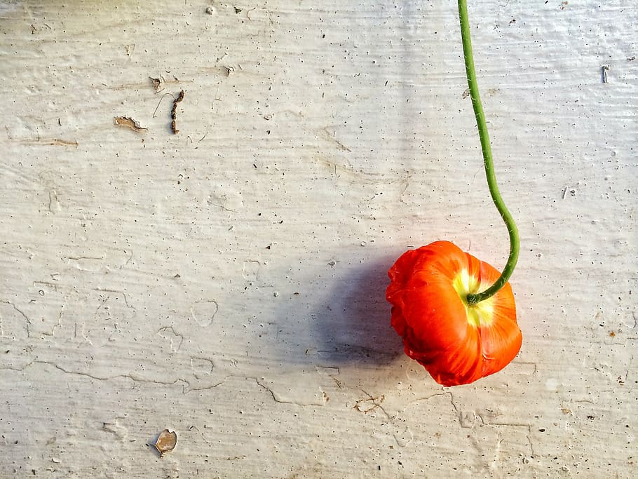 vermell, flor de rosella, gris, superfície, flor, paret, pintura, taronja, verd, textura, planta, natural, fons de flors, frescor, alimentació saludable, menjar i beguda, estil de vida saludable, menjar, fruita, primer pla, cap gent, dia, benestar, vegetals, tomàquet, natura morta, directament a sobre, a l'interior, vista d’angle alt, sol objecte, funció de construcció de parets, taula, aliments crus, menjar vegetarià, 2K