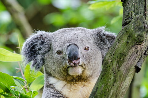 koala gris, koala, suportar, arbre, cara, cap, assegut, posat, retrat, gris, pell, vida salvatge, naturalesa, mirant, feliç, mamífer, bonic, temes d'animals, fauna animal, animal, un animal, animals a la natura, planta, primer pla, centrar-se en primer pla, cap gent, mirant la càmera, branca, dia, tronc de l'arbre, vertebrats, a l'aire lliure, cap d’animals, 1080P, CC0, domini públic, lliure de regalies