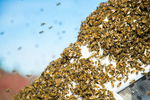 selektiv, fokus fotografie, Gruppe, Bienen, Bienenschwarm, Biene, Bienenstock, Insekt, Fehler, Schwarm, große Gruppe von Tieren, keine Leute, Gruppe von Tieren, Tierthemen, Natur, Tier, Tiere in freier Wildbahn, Pflanze, wirbellos, Tierwelt, Fokus auf den Vordergrund, Tag, Nahansicht, draußen, Baum, Schönheit in der Natur, Flachwinkelansicht, selektiver Fokus, Marine, 5K, CC0, gemeinfrei, lizenzfrei