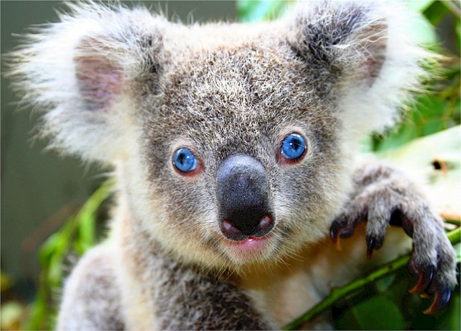 selectiu, focus, koala, suportar, enfocament selectiu, ós koala, bonic, gris, ulls blaus, únic, Austràlia, arborícola, herbívors, marsupial, stout, esponjós, orelles, gran, nas en forma de cullera, adorable, pelut, animal, vida salvatge, naturalesa, mamífer, animals a la natura, cultura australiana, Espècies en perill d'extinció, madagascar, arbre, eucaliptus, lemur, clima tropical, color verd, mirant la càmera, retrat, primer pla, un animal, fauna animal, a l'aire lliure, part del cos dels animals, centrar-se en primer pla, dia, gent, part del cos, ull d’animals, boca oberta, bigotis, 1080P