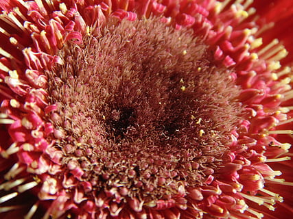 gerbera, fiore, stami, polline, fioritura, pianta, rosso, colore rosa, avvicinamento, pianta fiorita, freschezza, bellezza nella natura, fragilità, petalo, vulnerabilità, crescita, testa di fiore, natura, nessuno, infiorescenza, fotogramma intero, sfondi, primo piano estremo, marino, 5K, CC0, dominio pubblico, privo di copyright