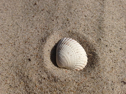 bílé škeble, shell, písek, pláž, mušle, písečná pláž, Příroda, Baltské moře, moře, prázdnin, letní, zvířecí shell, pobřežní čára, cestovat, přistát, zvíře, zvířat, vzor, nikdo, detail, den, vysoký úhel pohledu, venku, sport, texturou, voda, námořní, oblázek, 2K