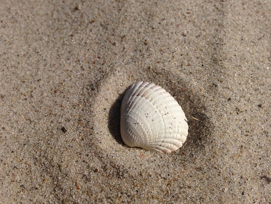 bílé škeble, shell, písek, pláž, mušle, písečná pláž, Příroda, Baltské moře, moře, prázdnin, letní, zvířecí shell, pobřežní čára, cestovat, přistát, zvíře, zvířat, vzor, nikdo, detail, den, vysoký úhel pohledu, venku, sport, texturou, voda, námořní, oblázek, 2K
