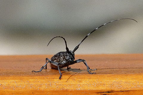 erro, inseto, probóscide, besouro, perto, criatura, fauna, natureza, um animal, animais selvagens, aranha, animais em estado selvagem, temas animais, invertebrado, animal, fechar-se, ninguém, artrópode, focar em primeiro plano, dentro de casa, zoologia, dia, aracnídeo, parte do corpo animal, 2K, CC0, domínio público, royalty free