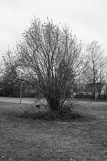 paisatge, negre blanc, arbre, blanc i negre, naturalesa, planta, arbre nu, camp, tranquil·litat, terra, cel, medi ambient, herba, escena tranquil·la, dia, escenics - natura, cap gent, bellesa a la natura, escena no urbana, branca, creixement, a l'aire lliure, aïllat, 4K, CC0, domini públic, lliure de regalies