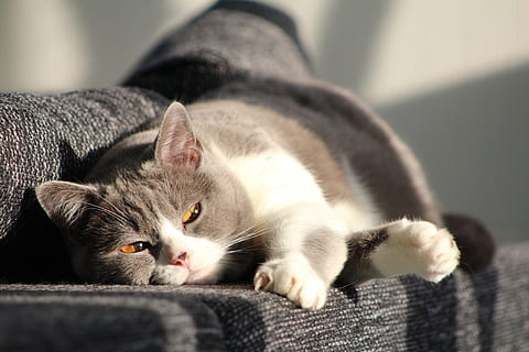 kat, mieze, kat, Mieze, indenlandske kat, dyre temaer, husdyr, kæledyr, feline, ligger ned, indenlandske, dyr, et dyr, pattedyr, lempelse, hvirveldyr, sofa, tæt på, ingen mennesker, bakkenbart, portræt, hvilende, indendørs, 5K, CC0, offentligt domæne, royaltyfrie