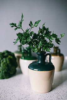 parslel, agurker, grøn, ærter, grønne, grønne ærter, grøntsager, krydderier, mad, friskhed, plante, blad, grøn farve, ingen mennesker, bord, træ - materiale, indendørs, træ, natur, dag, potteplante, vækst, fokus på forgrunden, tæt på, plante del, stueplante, beholder, stilleben, selektiv fokusering, hvid farve, blomsterkrukke, havearbejde, 5K
