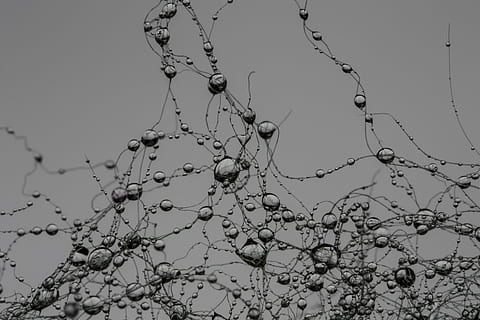 laissez tomber, réseau, synapse, perle, gris, goutte de pluie, villa, la nature, personne, plante, branche, faible angle de vue, journée, beauté dans la nature, fermer, ciel, arbre, eau, en plein air, ciel clair, croissance, arbre nu, se concentrer sur le premier plan, tranquillité, humide, plante morte, pureté, 4K, CC0, domaine public, libre de droits