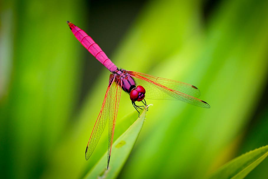 lyserød, dragonfly perching, grøn, blad, guldsmed, bladede, plante, pink dragonfly, insekt, flyve makro, flyve tæt op, sløret på grøn, lilla insekt, hvirvelløse, dyre temaer, dyr, dyreliv, dyr i naturen, et dyr, grøn farve, tæt på, plante del, dyrefløj, natur, fokus på forgrunden, dag, ingen mennesker, skønhed i naturen, selektiv fokusering, damselfly, udendørs, græsblad, dyr øje, 4K