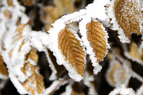 vinter, gelé, blad, kold, is, frost, gele, blad, frosne blade, plante, gren gelé, hvid, hoar frost, sne, tæt på, kold temperatur, Frosset, natur, dag, skønhed i naturen, fokus på forgrunden, ingen mennesker, hvid farve, træ, dækker, selektiv fokusering, ro, udendørs, snestorm, nåletræ, 1080P, CC0, offentligt domæne, royaltyfrie