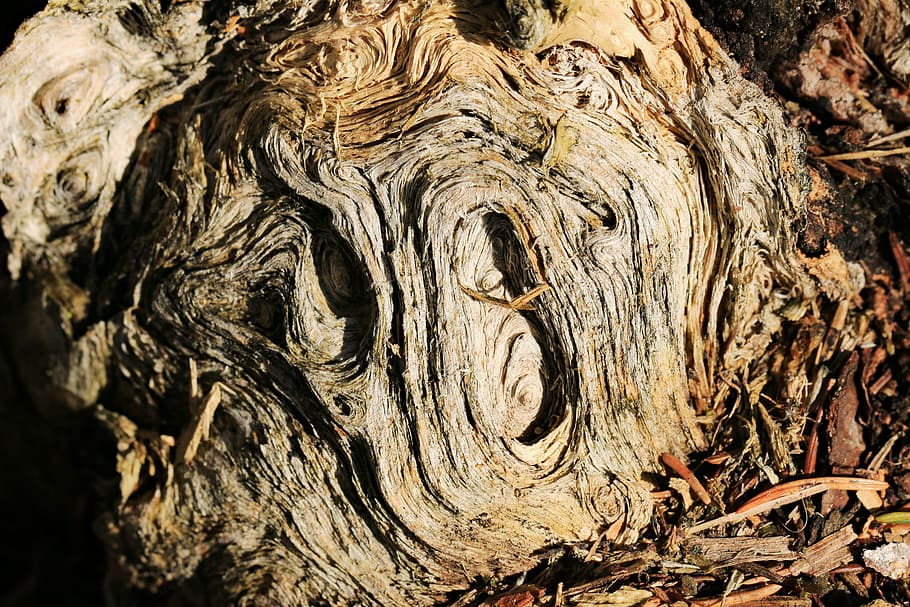arrel, trena, gra, planta, naturalesa, boca, vell, descompost, fusta, tronc de l'arbre, arbre, tronc, textura, primer pla, aspre, cap gent, material de fusta, dia, patró, escorça, fons, a l'aire lliure, marc complet, patró natural, escorça de la planta, creativitat, artesania, talla, 5K