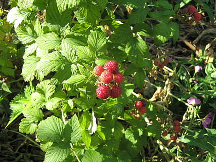 malina, fruit, bush, the plot, leaf, plant part, healthy eating, food, berry fruit, growth, food and drink, green color, plant, freshness, red, day, beauty in nature, nature, close-up, wellbeing, no people, outdoors, focus on foreground, ripe, 2K, CC0, public domain, royalty free