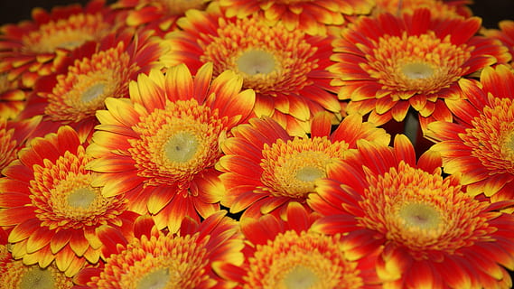 gerbera, Teheran, orange, blomst, blomstrende plante, friskhed, sårbarhed, skrøbelighed, kronblad, blomsterhoved, tæt på, blomsterstand, plante, skønhed i naturen, vækst, ingen mennesker, natur, fuld ramme, orange farve, gul, daisy, overflod, baggrunde, pollen, flok blomster, blomster arrangement, buket, 4K, CC0, offentligt domæne, royaltyfrie
