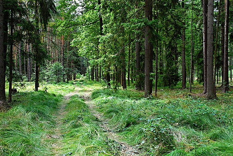 fotografia de paisatge, arbres, bosc, mixt, picea, branques, Camí, herba, llarg, neteja, agulles, naturalesa, arbre, terra, planta, creixement, tranquil·litat, color verd, bellesa a la natura, escena no urbana, sendera, tronc de l'arbre, cap gent, tronc, direcció, el camí a seguir, escenics - natura, dia, exuberant fullatge, a l'aire lliure, bambú - planta, ruta, bosc de pi, 4K, CC0, domini públic, lliure de regalies