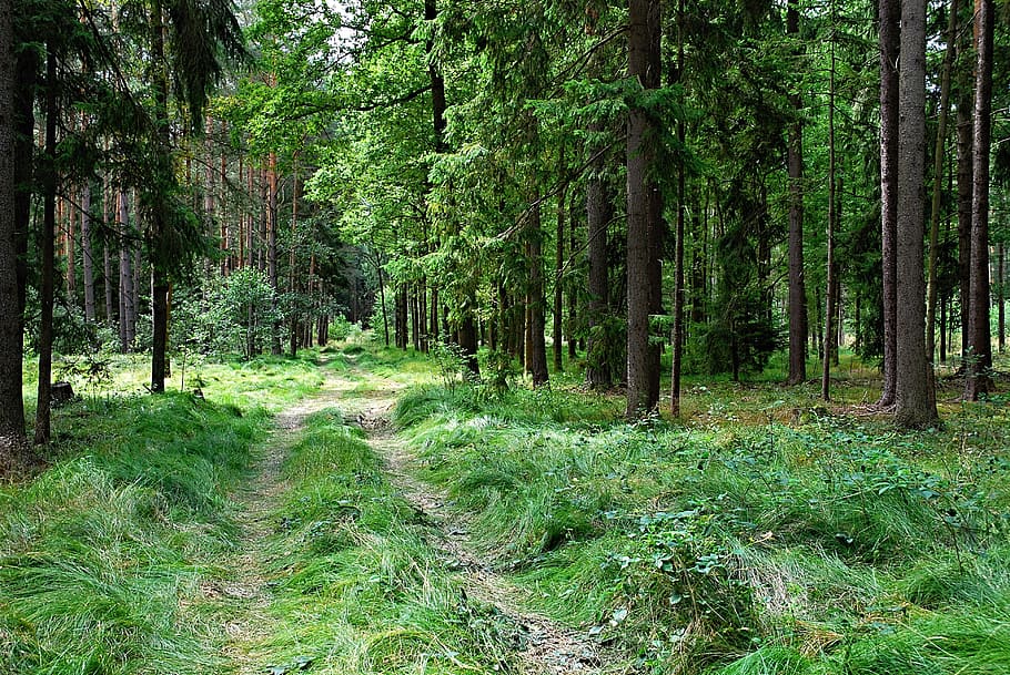 fotografia de paisatge, arbres, bosc, mixt, picea, branques, Camí, herba, llarg, neteja, agulles, naturalesa, arbre, terra, planta, creixement, tranquil·litat, color verd, bellesa a la natura, escena no urbana, sendera, tronc de l'arbre, cap gent, tronc, direcció, el camí a seguir, escenics - natura, dia, exuberant fullatge, a l'aire lliure, bambú - planta, ruta, bosc de pi, 4K