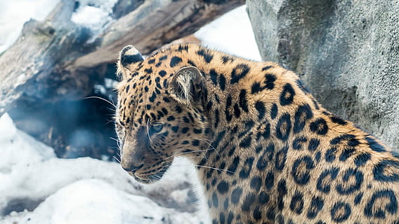 leopard nær rock, beige, sort, dyr, bokeh fotografering, leopard, stor kat, Zoo, mønster, rovdyr, pels, tæt på, få øje på, dyreliv, kat, kitty, stor, a7sii, sony, højtidelig, majestætisk, natur, mn, minnesota, dyre temaer, dyr i naturen, et dyr, pattedyr, feline, hvirveldyr, ingen mennesker, sne, carnivora, vinter, dag, kold temperatur, dyr markeringer, udendørs, fik øje på, bakkenbart, undomesticated cat, dyr hoved, 2K, CC0, offentligt domæne, royaltyfrie