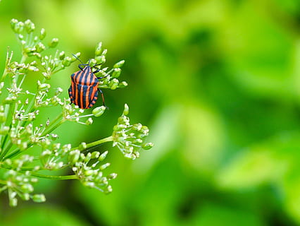 nature, leaf, bug, invertebrate, animal themes, animal, insect, animal wildlife, animals in the wild, plant, one animal, beauty in nature, close-up, green color, flower, flowering plant, focus on foreground, selective focus, no people, growth, fragility, vulnerability, outdoors, flower head, pollination, 1080P, CC0, public domain, royalty free