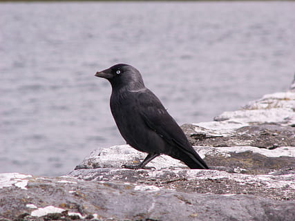 korppi, varis, lintu, eläinten teemoja, eläin, eläinten villieläimet, eläimiä, yksi eläin, selkärankainen, perching, päivä, vesi, musta väri, ei ihmisiä, meri, rock, luonto, ulkona, rock - esine, vankka, 2K, CC0, public domain, rojaltivapaa
