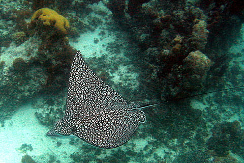 nero, grigio, Stingray, coralli, macchiato, aquila, oceano, barriera corallina, raggio, macchiato, aquila, oceano, scogliera, nuoto, acqua, tropicale, turchi e caicos, subacqueo, sottomarino, pesce, un animale, vita marina, mare, animali allo stato selvatico, fauna selvatica, marino, temi animali, animale, natura, vertebrato, corallo, invertebrato, nessuno, color turchese, ecosistema, 1080P, CC0, dominio pubblico, privo di copyright