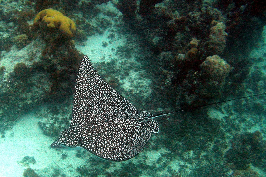 nero, grigio, Stingray, coralli, macchiato, aquila, oceano, barriera corallina, raggio, macchiato, aquila, oceano, scogliera, nuoto, acqua, tropicale, turchi e caicos, subacqueo, sottomarino, pesce, un animale, vita marina, mare, animali allo stato selvatico, fauna selvatica, marino, temi animali, animale, natura, vertebrato, corallo, invertebrato, nessuno, color turchese, ecosistema, 1080P