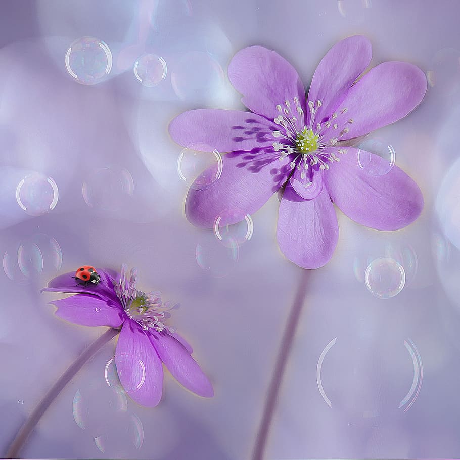 marieta, porpra, flo9wer, hepatica, bombolles de sabó, anemone hepatica, florir, primavera, precursor de la primavera, floració primerenca, despertar de primavera, violeta, tancar, planta, flor, flor silvestre, planta amb flors, frescor, bellesa a la natura, color rosa, naturalesa, fragilitat, vulnerabilitat, cap gent, color pastís, pètal, primer pla, a l'interior, cap de flor, inflorescència, suavitat, pol·len, arranjament floral, 2K