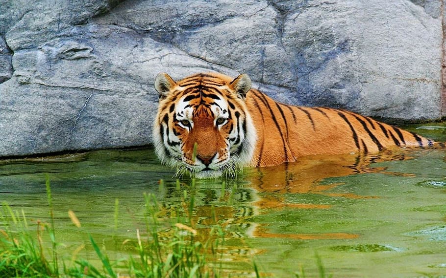 cos, aigua, tigre de Bengala, cos d'aigua, tigre, animals, gat salvatge, animal, carnívor, vida salvatge, naturalesa, ratlles, gat no domesticat, mamífer, perill, animals a la natura, gran, felí, tigre siberià, Espècies en perill d'extinció, riu Tigris, un animal, fauna animal, reflexió, temes d'animals, gat gran, gat, llac, carnivora, vertebrats, cap gent, zoo, a l'aire lliure, bigotis, beure, 1080P