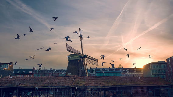fugler, flying, himmel, fugl, solnedgang, vindmølle, skyer, husstand, leilighet, hjem, bygning, etablering, sky - himmel, arkitektur, bygget struktur, ingen folk, bygge eksteriør, utendørs, by, virveldyr, dyre temaer, dyr, dyr i naturen, stor gruppe dyr, dyreliv, gruppe dyr, natur, flokk med fugler, måke, 4K, CC0, offentlig domene, opphavsrett gratis