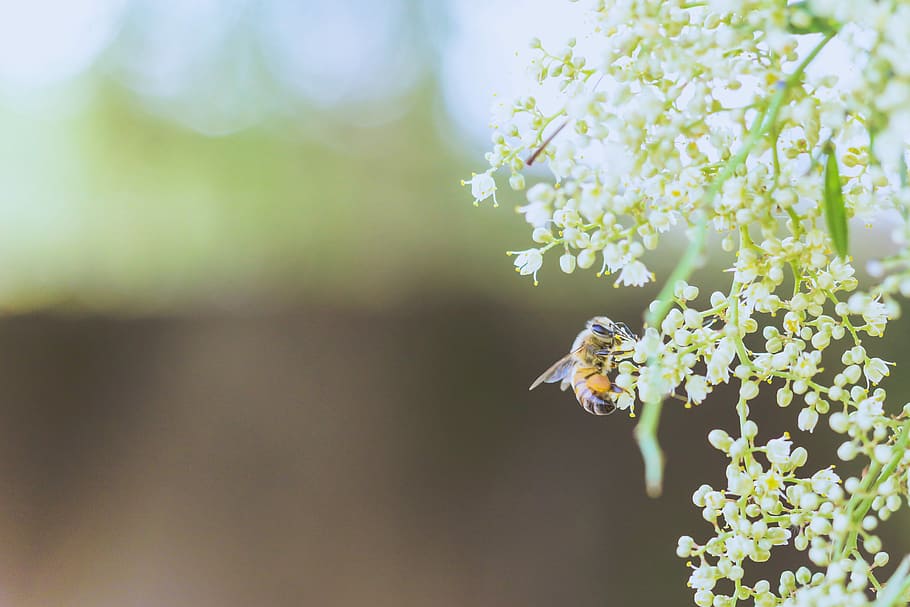Ape, fiore petalo, colpo di macro, verde, le foglie, vespa, insetto, albero, pianta, fiorire, fiore, giardino, spazio negativo, macro, pianta fiorita, temi animali, fauna selvatica, animali allo stato selvatico, animale, invertebrato, bellezza nella natura, un animale, fragilità, freschezza, testa di fiore, impollinazione, vulnerabilità, crescita, natura, petalo, nessuno, primavera, all'aperto, 4K