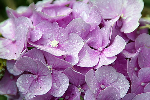 fioletowy, kwiaty, woda, krople, hortensje, hortensja, rodzaj, rośliny hortensji, hydrangeaceae, krzewy ozdobne, różowy, kwitnąć, kwiat, kwiatostan, ogród z kwiatami, piękny, pąki kwiatowe, roślina, roślina kwitnąca, płatek, piękno natury, świeżość, kruchość, kolor różowy, wrażliwość, upuszczać, zbliżenie, wzrost, mokro, głowa kwiatu, Natura, pełna ramka, żadnych ludzi, wiosna, rosa, na dworze, deszcz, kropla deszczu, pyłek, czystość, miękkość, bukiet kwiatów, 5K, CC0, domena publiczna, darmowe zdjęcia