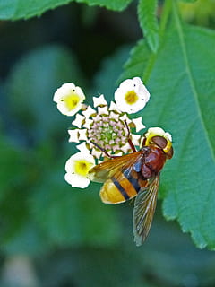 serangga, hoverfly, syrphidae, diptera, terbang yang meniru seekor lebah, volucella inanis, tawon palsu, invertebrata, bunga, tema binatang, tanaman berbunga, hewan, binatang di alam liar, satwa liar hewan, satu binatang, keindahan di alam, kerapuhan, kerentanan, menanam, merapatkan, fokus pada latar depan, kepala bunga, daun bunga, kesegaran, alam, pertumbuhan, tidak ada orang, sayap binatang, penyerbukan, di luar rumah, serbuk sari, kupu-kupu - serangga, 2K, CC0, domain publik, bebas royalti