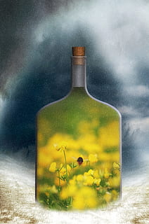 gul, petaled blomst, flaske maleri, fantasi, surrealistisk, forår, vinter, raps, hummel, snefald, fanget, natur, beholder, glas - materiale, flaske, blomst, plante, blomstrende plante, gennemsigtig, skønhed i naturen, ingen mennesker, sky - himmel, friskhed, videnskab, udendørs, stilleben, tæt på, digital komposit, 4K, CC0, offentligt domæne, royaltyfrie