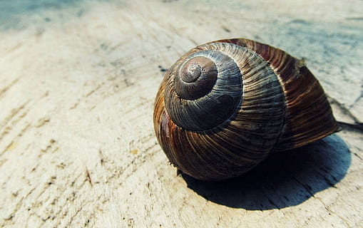brown, black, snail shell, white, surface, shell, snail, nature, shape, macro, spiral, natural, creature, pattern, decoration, conch, single, color, texture, design, retro, blank, colorful, effect, material, square, empty, vintage, decorative, animal wildlife, animal, animal shell, invertebrate, animal themes, close-up, animals in the wild, mollusk, no people, one animal, day, gastropod, focus on foreground, high angle view, textured, 1080P, CC0, public domain, royalty free