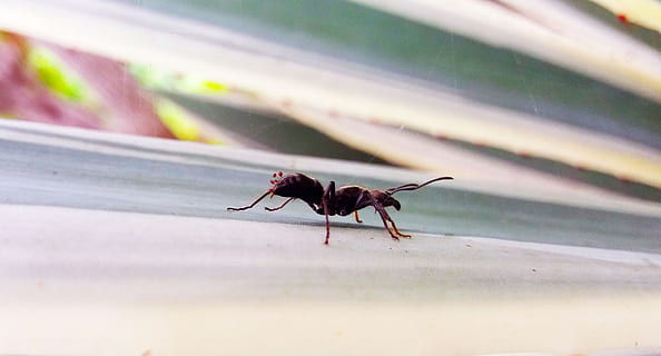 formiga, caminar, insecte, blanc, simple, caminar amb formigues, animal, flors, verd, jardí, primer pla, temes d'animals, animals a la natura, un animal, fauna animal, vida salvatge, invertebrat, cap gent, enfocament selectiu, dia, naturalesa, centrar-se en primer pla, finestra, vista lateral, a l'aire lliure, longitud completa, zoologia, 2K, CC0, domini públic, lliure de regalies