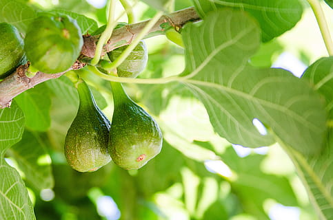 figos, figmedis, medis, žalias, pobūdį, natūralus, sutelkti dėmesį, stiprus, Viduržemio jūros, kelionė, lapai, flora, vaisiai, lauke, augalų, spalva, spalvinga, Maistas ir gėrimai, maisto, sveika mityba, augalų dalis, šviežumas, augimą, žalia spalva, Žemdirbystė, Iš arti, nėra žmonių, gerovę, papajos, daržovių, subrendęs, karambola, 2K, CC0, Viešasis domenas, nemokamai