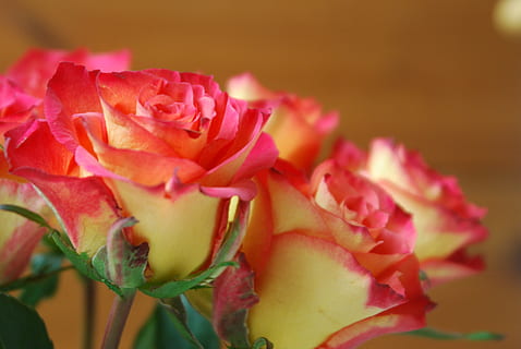 rosas, flor, primavera, planta floreciendo, belleza en la naturaleza, frescura, planta, de cerca, fragilidad, pétalo, vulnerabilidad, cabeza de flor, Rosa, inflorescencia, color rosa, flor rosa, nadie, naturaleza, centrarse en primer plano, crecimiento, enfoque selectivo, hoja, arreglo floral, ramo de flores, 4K, CC0, dominio público, libre de derechos