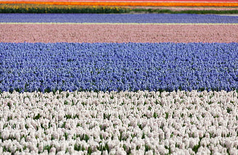 jacint, camp, camps, blanc, blau, fons, flor, flors, jacints, Països Baixos, Holanda, jardí, colorit, ratlles, agricultura, en fila, naturalesa, a l'aire lliure, escena rural, dia, bellesa a la natura, planta amb flors, planta, frescor, terra, creixement, paisatge, escena tranquil·la, cap gent, tranquil·litat, enfocament selectiu, escenics - natura, vulnerabilitat, marc complet, porpra, primavera, llit de flors, 4K, CC0, domini públic, lliure de regalies