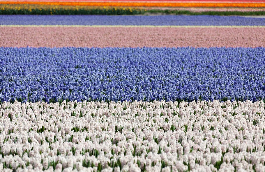 jacint, camp, camps, blanc, blau, fons, flor, flors, jacints, Països Baixos, Holanda, jardí, colorit, ratlles, agricultura, en fila, naturalesa, a l'aire lliure, escena rural, dia, bellesa a la natura, planta amb flors, planta, frescor, terra, creixement, paisatge, escena tranquil·la, cap gent, tranquil·litat, enfocament selectiu, escenics - natura, vulnerabilitat, marc complet, porpra, primavera, llit de flors, 4K