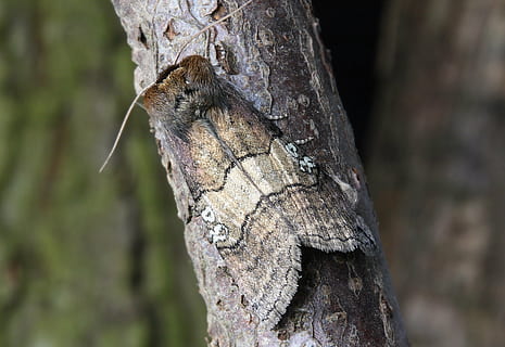 falena, macro, insetto, vicino, ala, 80, albero, concentrarsi sulle conoscenze acquisite, tronco d'albero, tronco, avvicinamento, giorno, pianta, temi animali, natura, animale, legno - materiale, fauna selvatica, un animale, foresta, nessuno, animali allo stato selvatico, strutturato, all'aperto, corteccia vegetale, abbaiare, pianta morta, 5K, CC0, dominio pubblico, privo di copyright