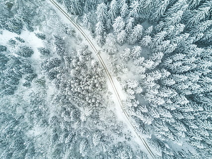 ptak, widok z oczu, śnieżny las, antenowy, zobacz fotografię, pusty, jezdnia, drzewa liściaste, pokryty, śnieg, patrząc w dół, widok drona, zimowy las, zimno, widok z lotu ptaka, Natura, roślina, żadnych ludzi, transport, biały kolor, piękno natury, dzień, światło słoneczne, środowisko, zimowy, wysoki kąt widzenia, scenics - natura, drzewo, tła, środek transportu, na dworze, zimna temperatura, wzór, 4K, CC0, domena publiczna, darmowe zdjęcia