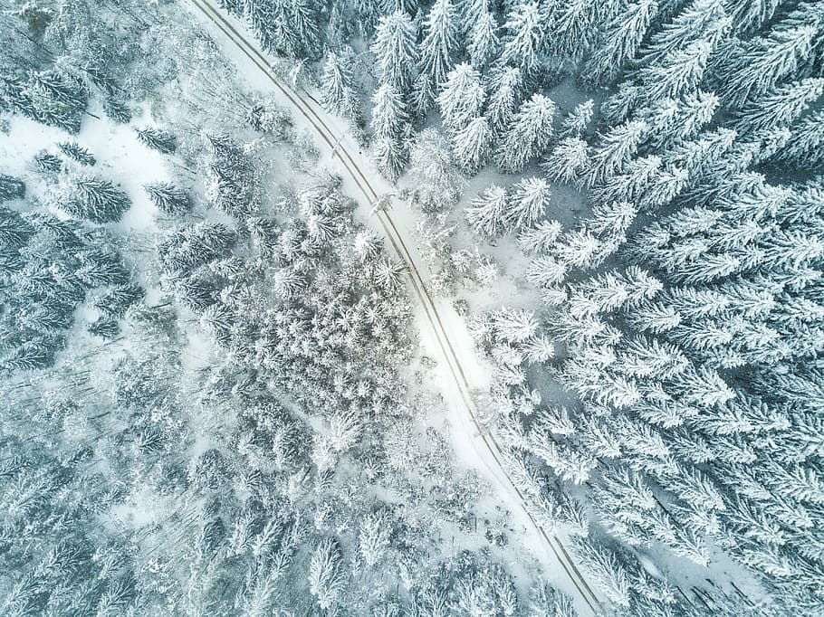ptak, widok z oczu, śnieżny las, antenowy, zobacz fotografię, pusty, jezdnia, drzewa liściaste, pokryty, śnieg, patrząc w dół, widok drona, zimowy las, zimno, widok z lotu ptaka, Natura, roślina, żadnych ludzi, transport, biały kolor, piękno natury, dzień, światło słoneczne, środowisko, zimowy, wysoki kąt widzenia, scenics - natura, drzewo, tła, środek transportu, na dworze, zimna temperatura, wzór, 4K