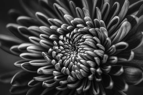 foto in scala di grigi, crisantemo, fotografia in scala di grigi, fiore petalo, fiore, petali, buio, modello, luce naturale, all'aperto, macro, bianco e nero, avvicinamento, pianta fiorita, pianta, fragilità, crescita, vulnerabilità, testa di fiore, bellezza nella natura, petalo, infiorescenza, nessuno, freschezza, natura, fotogramma intero, messa a fuoco selettiva, sfondi, botanica, polline, sfondo nero, 4K, CC0, dominio pubblico, privo di copyright
