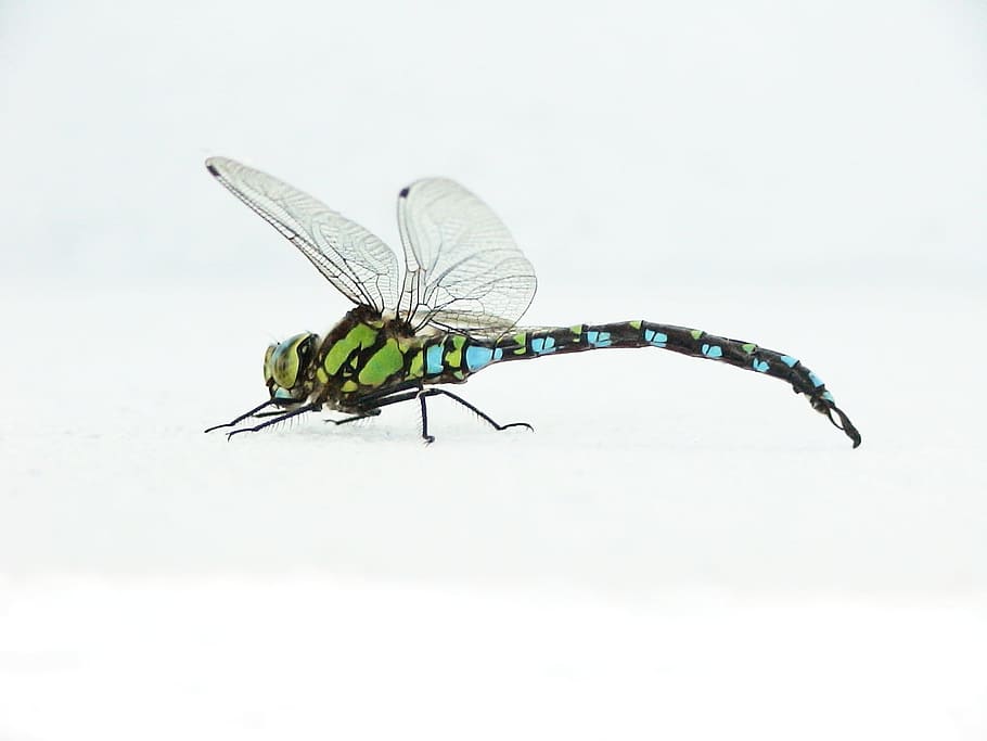 libellula, insetto, voli, vicino, macro, libellula blu, animali, macrofotografia, invertebrato, animale, temi animali, un animale, animali allo stato selvatico, fauna selvatica, ala animale, giorno, natura, avvicinamento, nessuno, vista laterale, all'aperto, copia spazio, parte del corpo animale, bellezza nella natura, zoologia, sfondo bianco, farfalla - insetto, 1080P