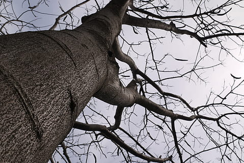 alberi, cielo, appassire, albero, ramo, temi animali, pianta, animale, Inquadratura dal basso, fauna selvatica, albero nudo, un animale, tronco, natura, mammifero, tronco d'albero, nessuno, parte del corpo animale, giorno, animali allo stato selvatico, vertebrato, erbivoro, testa di animale, 4K, CC0, dominio pubblico, privo di copyright