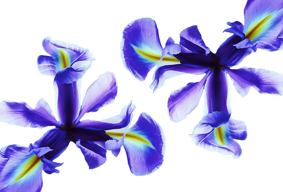 foto ravvicinata, Due, fiori petalo viola e giallo, fiore, iris, blu, natura, floreale, primavera, pianta, fiorire, petalo, estate, fioritura, bianca, giardino, botanica, viola, foglia, mazzo, colore, luminosa, macro, pianta fiorita, girato in studio, fragilità, vulnerabilità, freschezza, sfondo bianco, bellezza nella natura, avvicinamento, testa di fiore, infiorescenza, nessuno, crescita, in casa, ritagliare, iris - pianta, sepalo, 4K