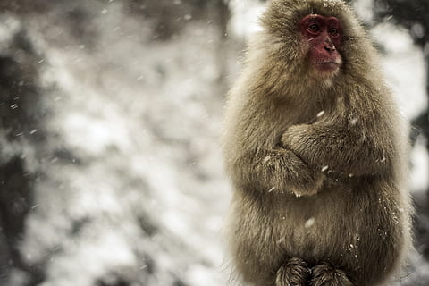 Brun, abe, udendørs, dagtimerne, grå, sne abe, vinter, dyr, dyreliv, japansk macaque, Jigokudani, makak, nagano prefecture, natur, primat, pattedyr, japan, dyr i naturen, Asien, et dyr, kold temperatur, dyre temaer, hvirveldyr, fokus på forgrunden, dag, sne, ingen mennesker, kigger væk, sidder, sner, omsorg, bavian, 5K, CC0, offentligt domæne, royaltyfrie