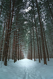 narnia, foderato, alberi, blu, cielo, giorno, foresta, geometrico, Linee, legna, albero, la neve, temperatura fredda, inverno, pianta, terra, bellezza nella natura, la tranquillità, natura, crescita, tronco, tronco d'albero, scena tranquilla, Colore bianco, scena non urbana, bosco, scenics - natura, nessuno, prospettiva decrescente, all'aperto, treelined, bambù - pianta, 4K, CC0, dominio pubblico, privo di copyright