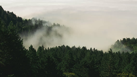 fog, forest, nature, pine trees, trees, woods, tree, plant, beauty in nature, scenics - nature, growth, tranquil scene, tranquility, land, non-urban scene, no people, environment, green color, sky, woodland, landscape, day, outdoors, pine tree, pine woodland, treetop, coniferous tree, 5K
