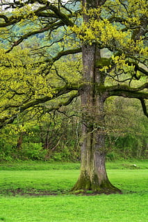 albero, ceppo, primavera, abbaiare, estetico, natura, radice, tribù, prato, pascolo, verde, energia naturale, quercia, radicato, vigore, colore verde, ramo, erba, paesaggio, pianta, crescita, terra, bellezza nella natura, la tranquillità, tronco d'albero, tronco, scena tranquilla, nessuno, scenics - natura, campo, ambiente, giorno, all'aperto, 5K, CC0, dominio pubblico, privo di copyright