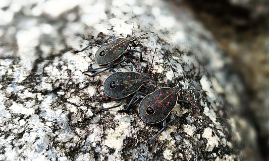 stinke bugs, sikkerhed kameraets system, larve, insekt, dyreliv, dyr, dyr i naturen, dyre temaer, et dyr, natur, dag, tæt på, ingen mennesker, træ, udendørs, træstamme, bagagerum, tekstureret, hvirvelløse, høj vinkel visning, rock-objekt, marine, 1080P, CC0, offentligt domæne, royaltyfrie